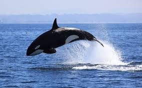 Storify: Killer whale found on beach in Waterford: Storify