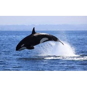 Storify: Killer whale found on beach in Waterford: Storify